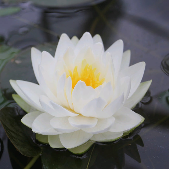 Buy Nymphaea 'Gonnere' Water Lily online UK
