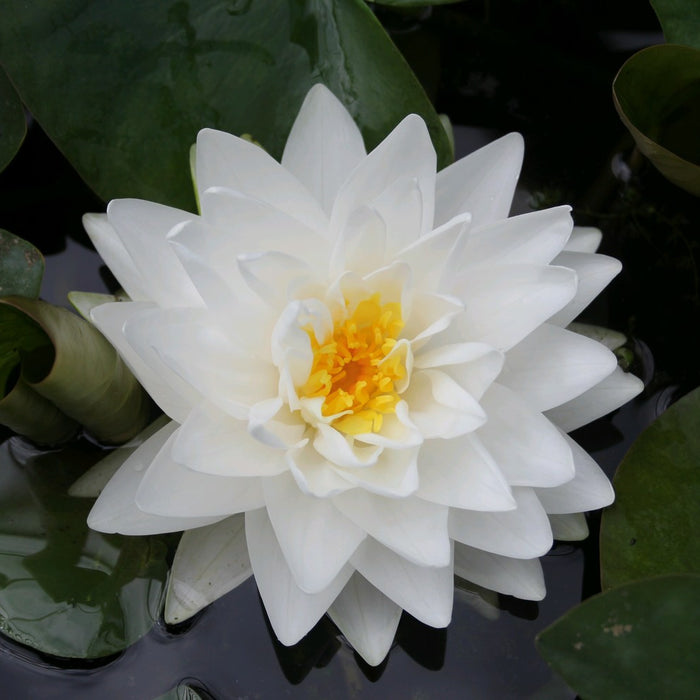 Buy Nymphaea 'Gonnere' Water Lily online UK
