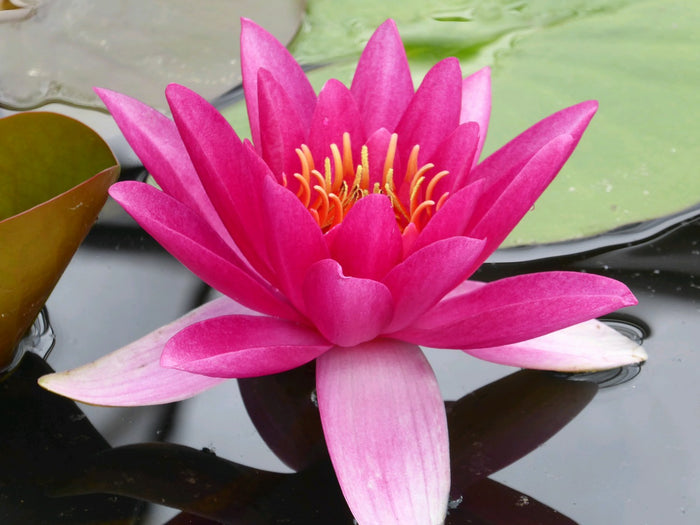 Buy Nymphaea 'James Brydon' Water Lily online UK