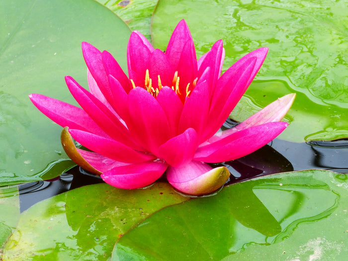 Buy Nymphaea 'James Brydon' Water Lily online UK