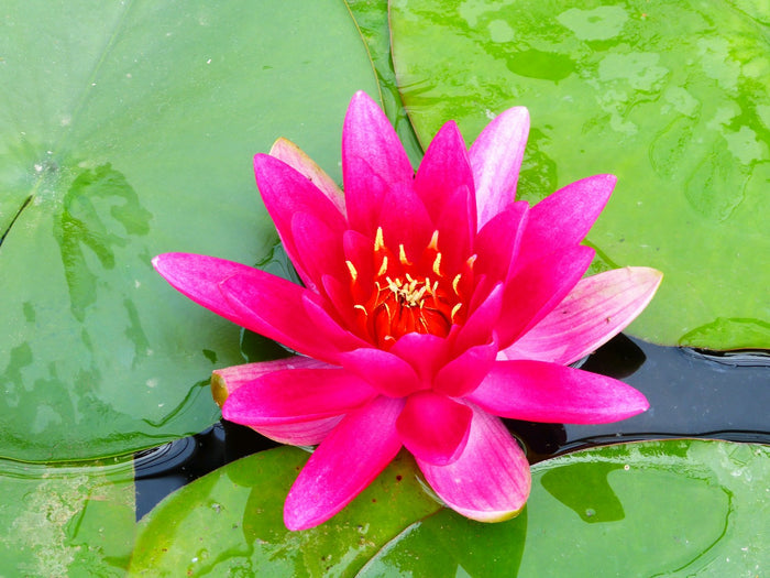 Buy Nymphaea 'James Brydon' Water Lily online UK