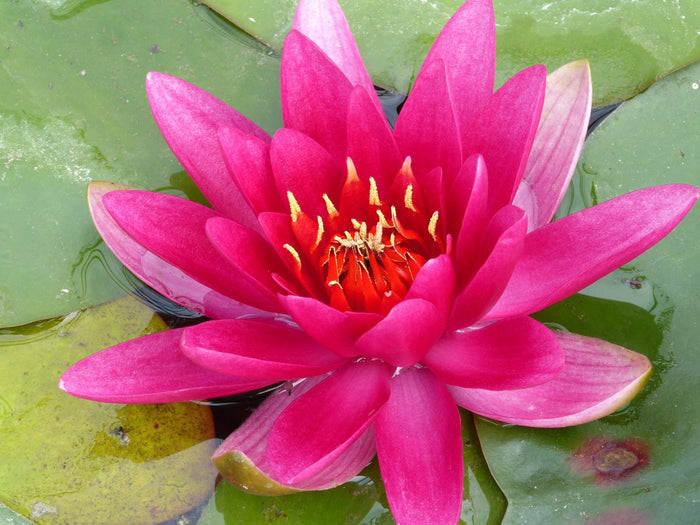Buy Nymphaea 'James Brydon' Water Lily online UK