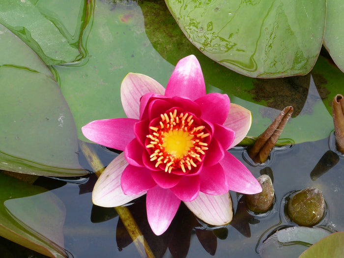 Buy Nymphaea 'James Brydon' Water Lily online UK