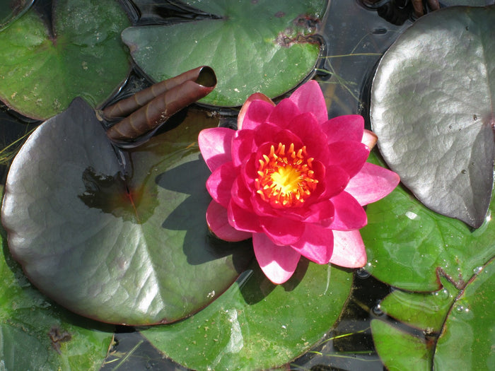 Buy Nymphaea 'James Brydon' Water Lily online UK