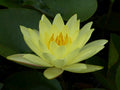 Buy Nymphaea 'Joey Tomocik' Water Lily online UK
