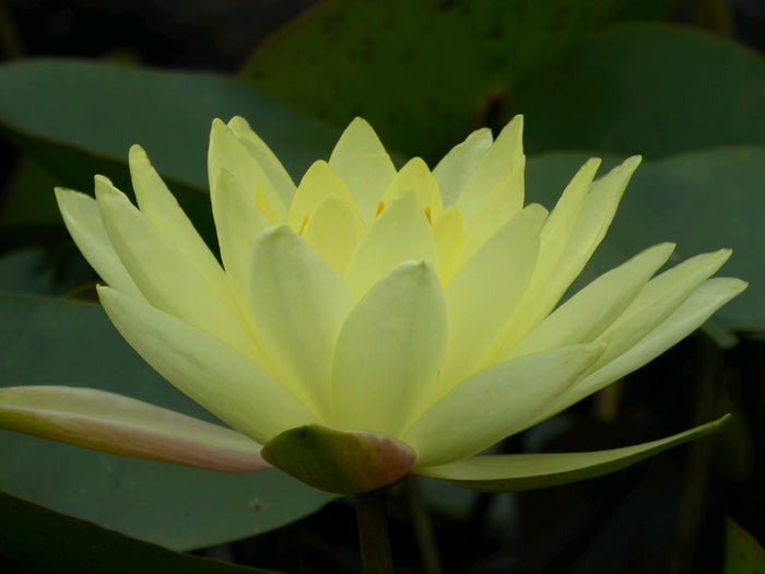 Buy Nymphaea 'Joey Tomocik' Water Lily online UK