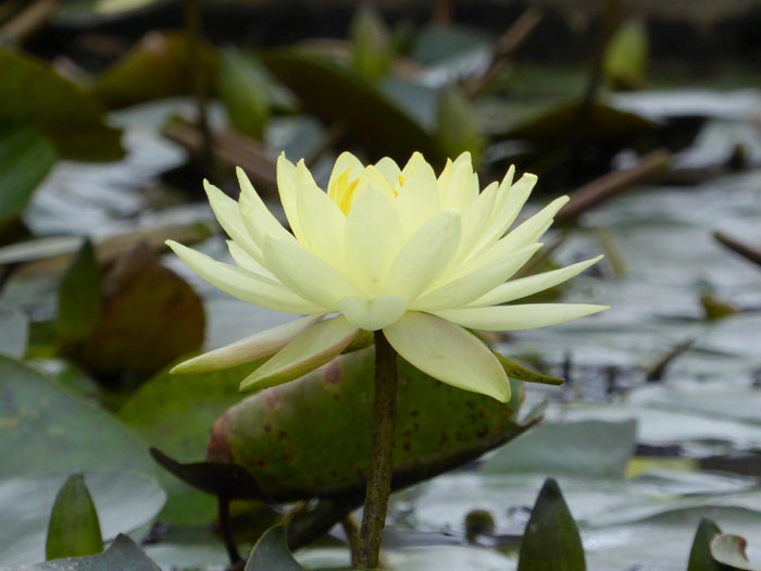Buy Nymphaea 'Joey Tomocik' Water Lily online UK
