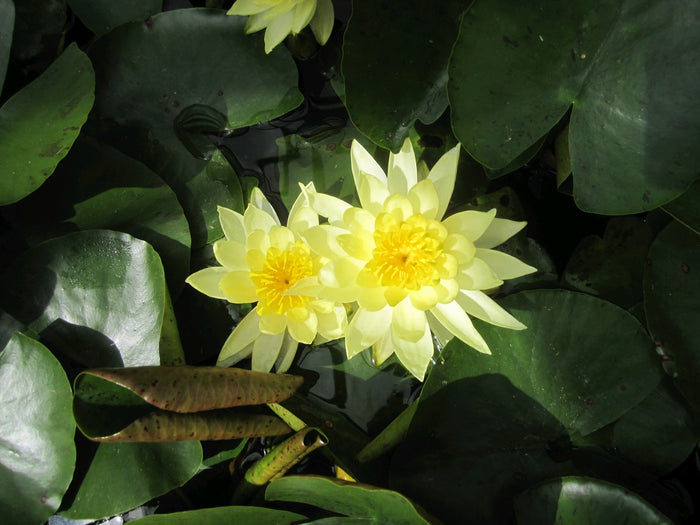 Buy Nymphaea 'Joey Tomocik' Water Lily online UK