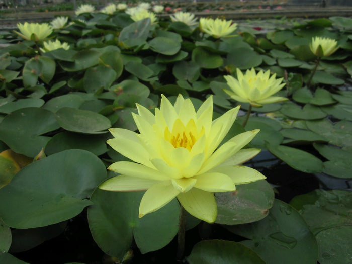 Buy Nymphaea 'Joey Tomocik' Water Lily online UK