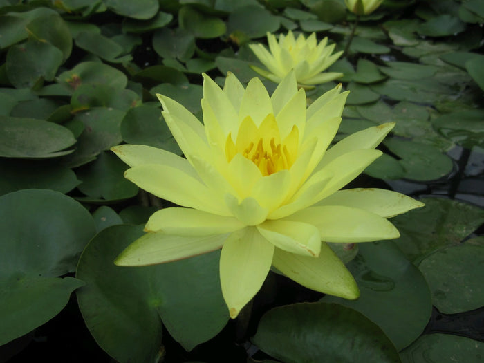 Buy Nymphaea 'Joey Tomocik' Water Lily online UK