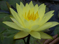 Buy Nymphaea 'Lemon Mist' Water Lily online UK