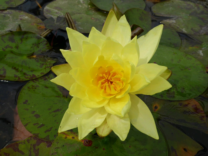 Buy Nymphaea 'Lemon Mist' Water Lily online UK