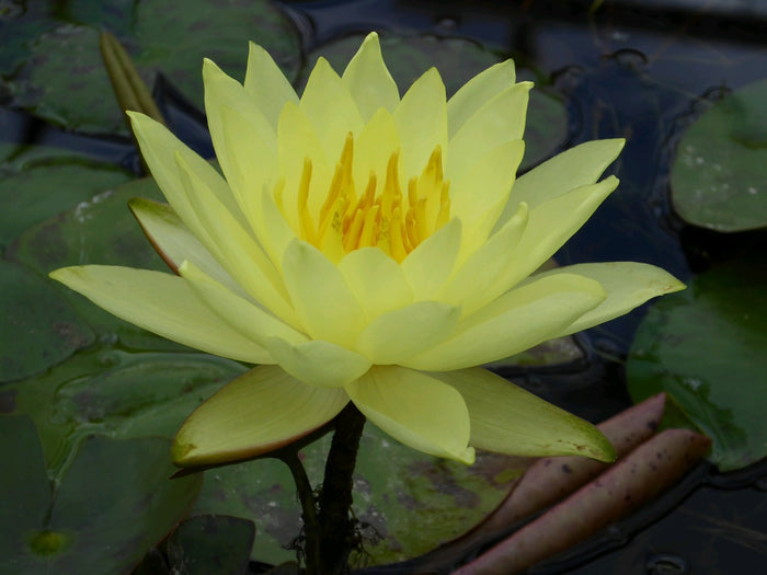 Buy Nymphaea 'Lemon Mist' Water Lily online UK