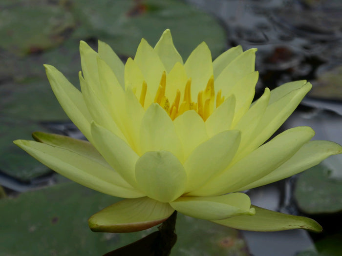 Buy Nymphaea 'Lemon Mist' Water Lily online UK