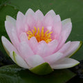 Buy Nymphaea 'Madame Wilfron Gonnere' Water Lily online UK
