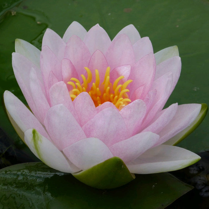 Buy Nymphaea 'Madame Wilfron Gonnere' Water Lily online UK