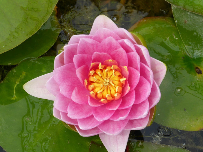 Buy Nymphaea 'Madame Wilfron Gonnere' Water Lily online UK