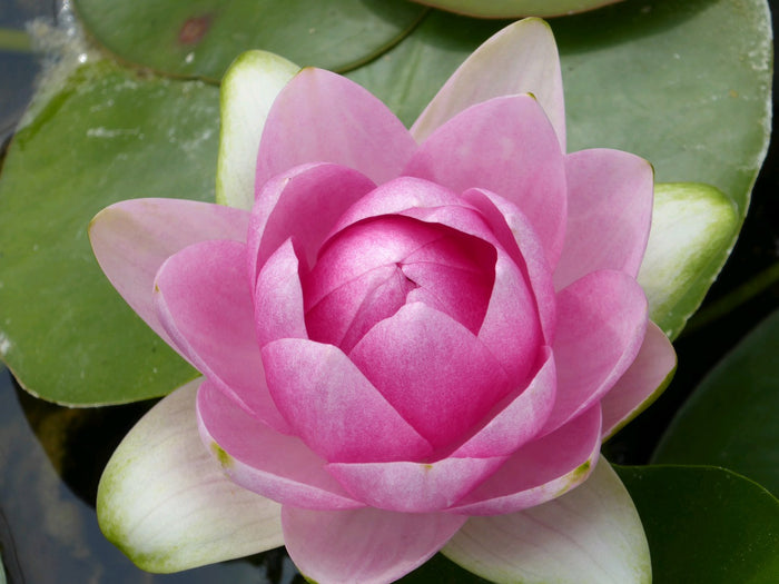 Buy Nymphaea 'Madame Wilfron Gonnere' Water Lily online UK