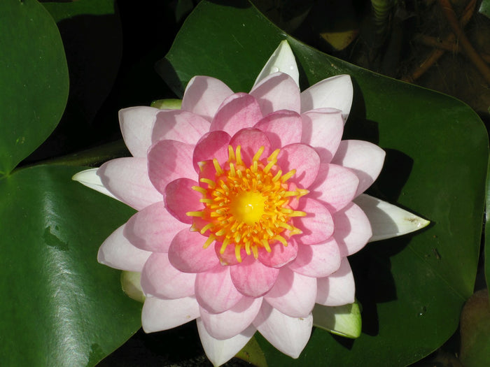 Buy Nymphaea 'Madame Wilfron Gonnere' Water Lily online UK