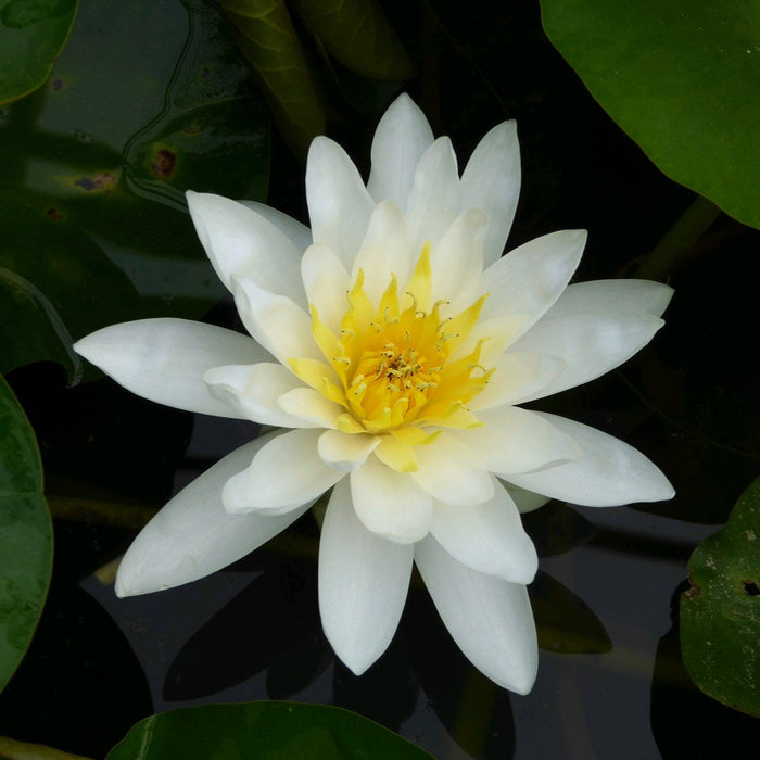 Buy Nymphaea 'Marliacea Albida' Water Lily online UK
