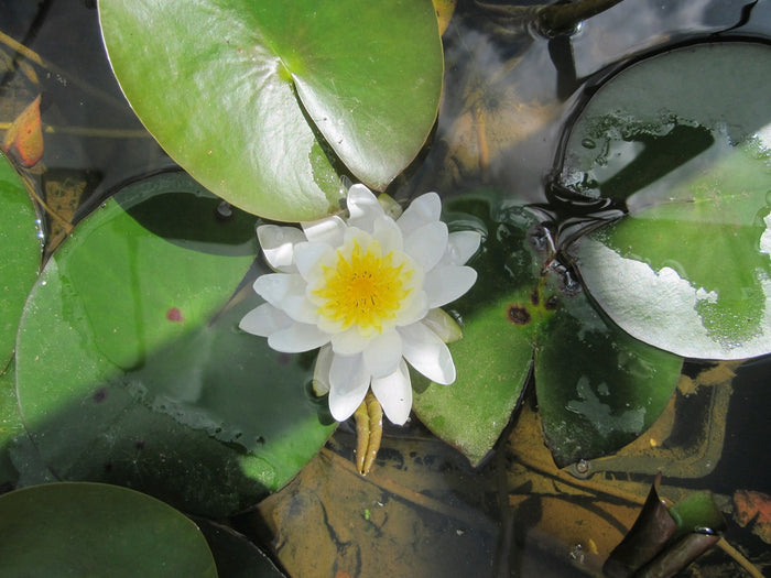 Buy Nymphaea 'Marliacea Albida' Water Lily online UK