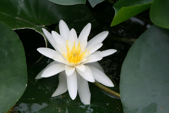 Buy Nymphaea 'Marliacea Albida' Water Lily online UK
