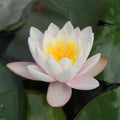 Buy Nymphaea 'Marliacea Carnea' Water Lily online UK