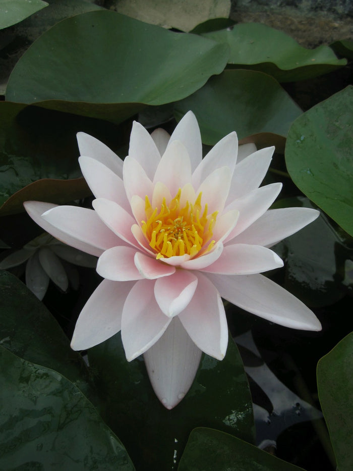 Buy Nymphaea 'Marliacea Carnea' Water Lily online UK