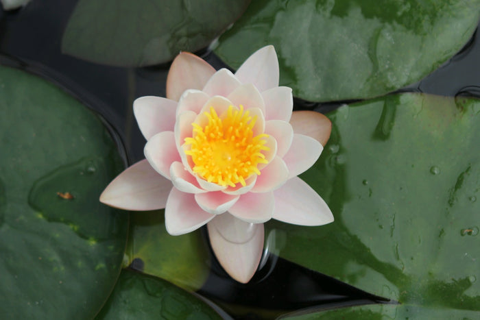 Buy Nymphaea 'Marliacea Carnea' Water Lily online UK