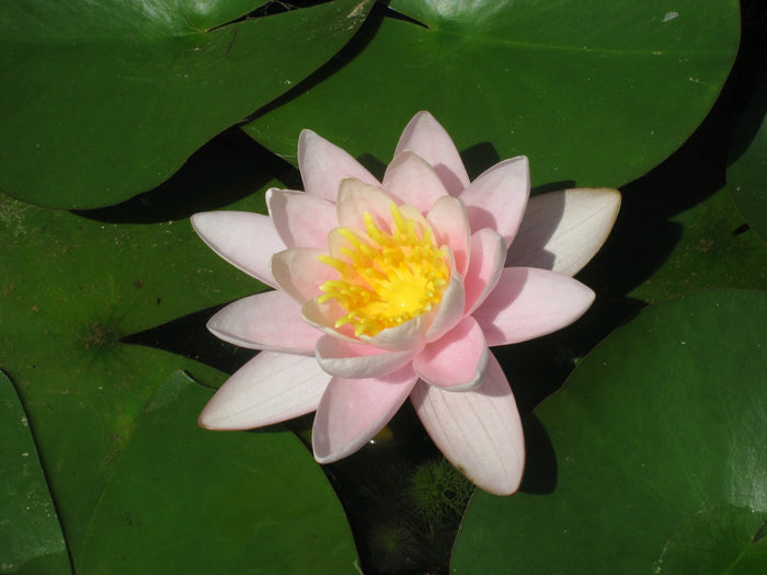 Buy Nymphaea 'Marliacea Carnea' Water Lily online UK