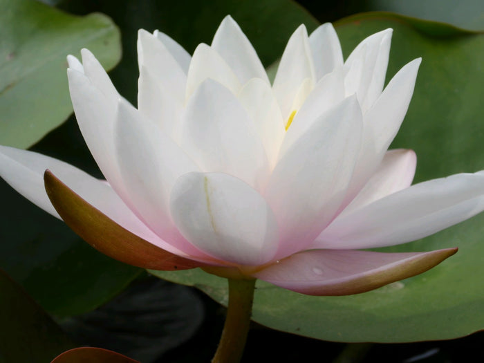 Buy Nymphaea 'Marliacea Carnea' Water Lily online UK