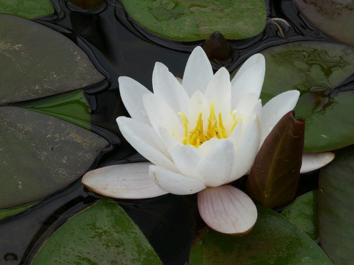 Buy Nymphaea 'Marliacea Carnea' Water Lily online UK