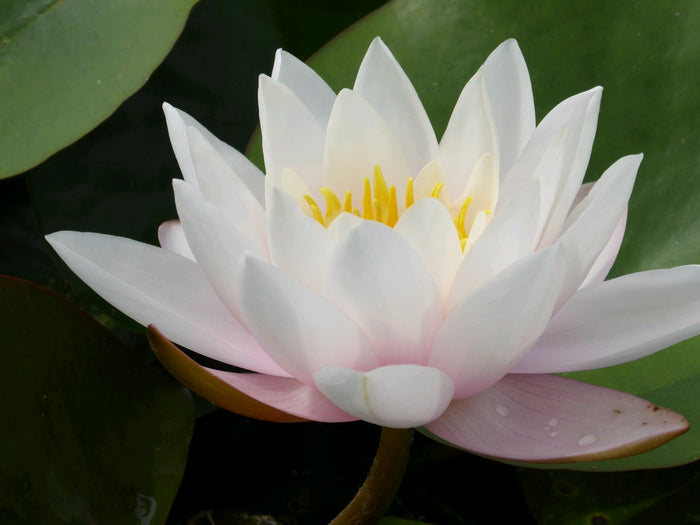 Buy Nymphaea 'Marliacea Carnea' Water Lily online UK