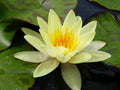 Buy Nymphaea 'Marliacea Chromatella' Water Lily online UK