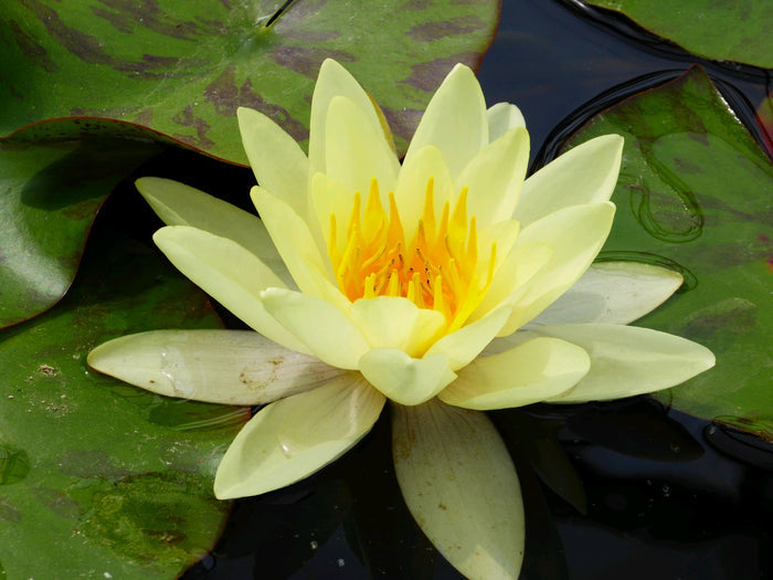 Buy Nymphaea 'Marliacea Chromatella' Water Lily online UK