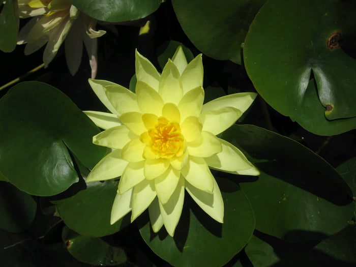 Buy Nymphaea 'Marliacea Chromatella' Water Lily online UK