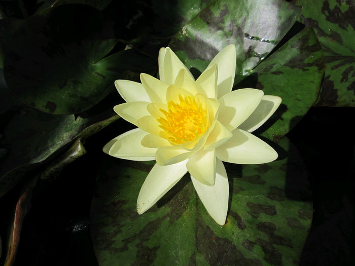 Buy Nymphaea 'Marliacea Chromatella' Water Lily online UK