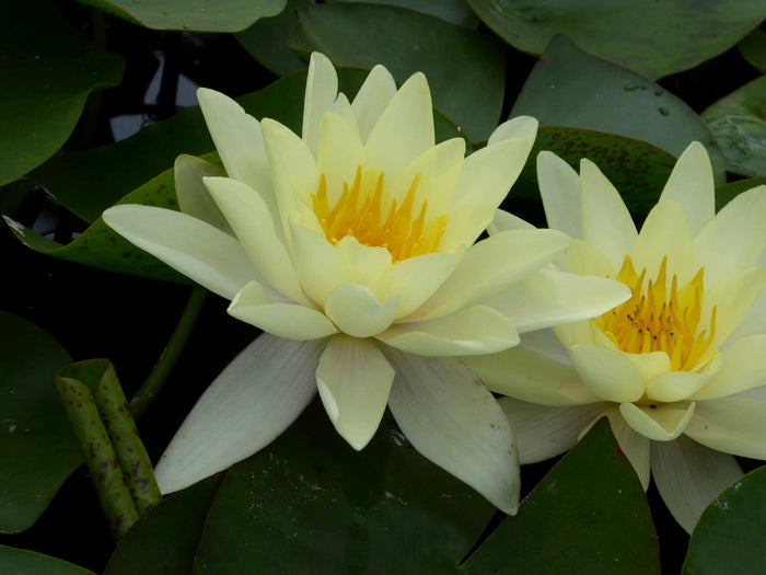 Buy Nymphaea 'Marliacea Chromatella' Water Lily online UK