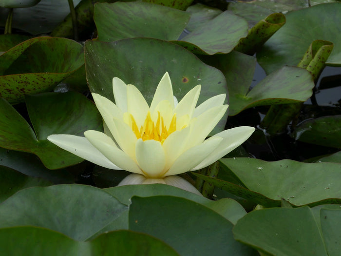 Buy Nymphaea 'Marliacea Chromatella' Water Lily online UK