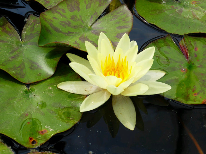 Buy Nymphaea 'Marliacea Chromatella' Water Lily online UK