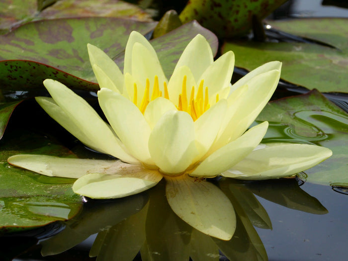 Buy Nymphaea 'Marliacea Chromatella' Water Lily online UK