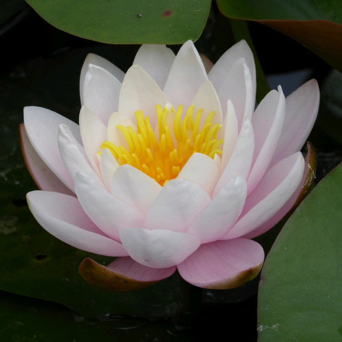 Buy Nymphaea 'Marliacea Rosea' Water Lily online UK