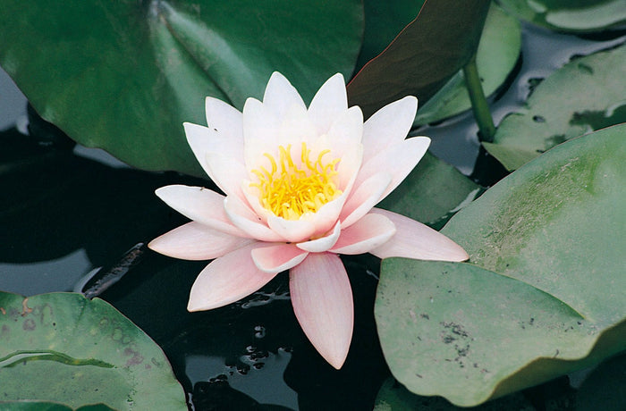 Buy Nymphaea 'Marliacea Rosea' Water Lily online UK