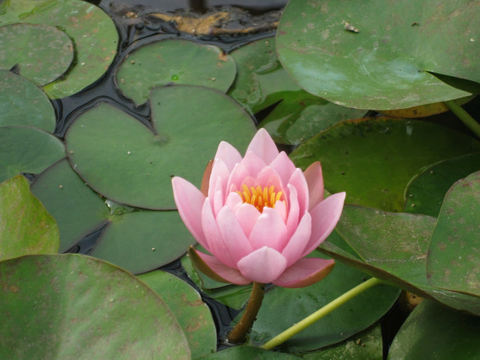 Buy Nymphaea 'Marliacea Rosea' Water Lily online UK