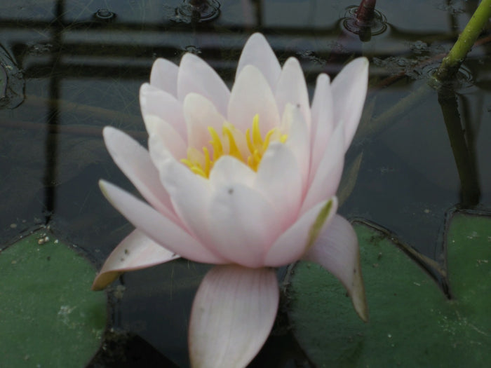 Buy Nymphaea 'Marliacea Rosea' Water Lily online UK