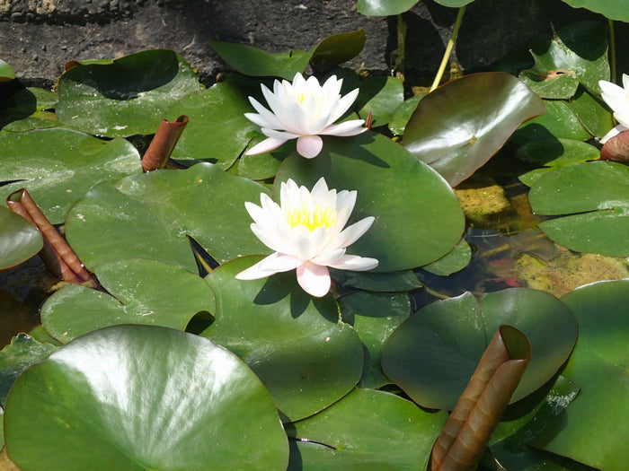 Buy Nymphaea 'Marliacea Rosea' Water Lily online UK