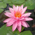 Buy Nymphaea 'Mayla' Water Lily online UK