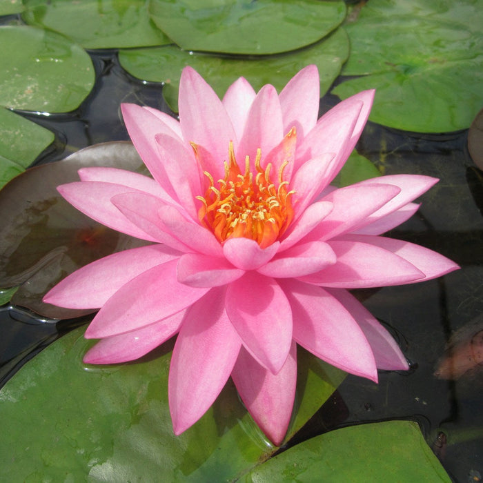 Buy Nymphaea 'Mayla' Water Lily online UK
