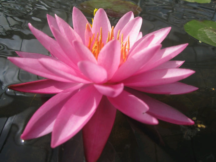 Buy Nymphaea 'Mayla' Water Lily online UK