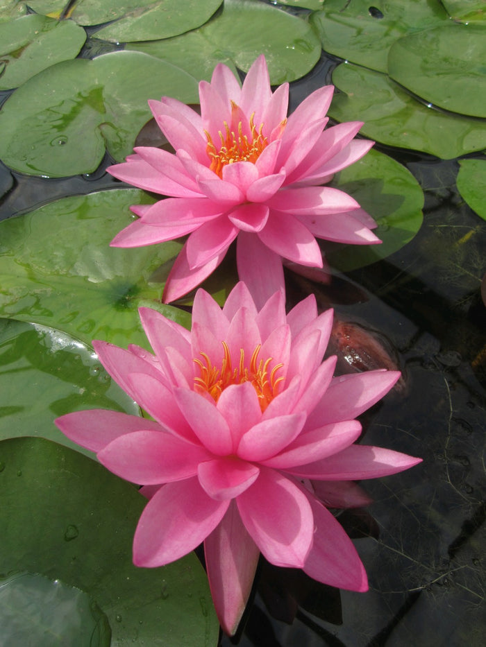 Buy Nymphaea 'Mayla' Water Lily online UK